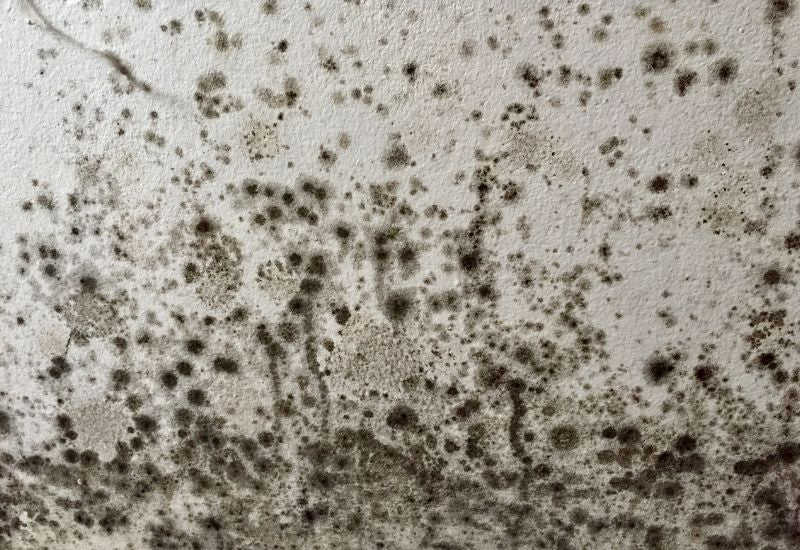 Black mould on walls: what it is, whether it's dangerous and what to do
