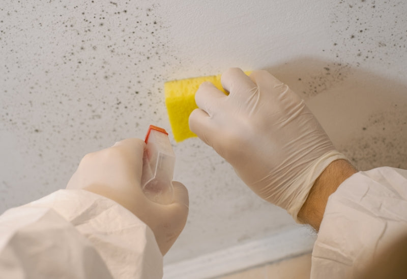 Mould keeps coming back after cleaning: why it happens and how to stop it