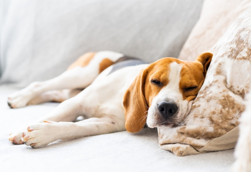 How to remove pet smells and stains from carpets, sofas and car seats